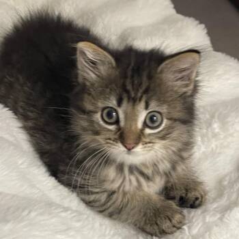 Grigio fka Quartz -  Domestic Short Hair Cat for Adoption in Potomac, Maryland - Grigio Fka Quartz | PetCurious