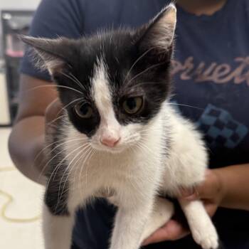 Cotton Candy-C -  Domestic Short Hair Cat for Adoption in East St. Louis, Illinois - Cotton Candy-C | PetCurious