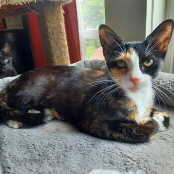 BeBe -  Domestic Short Hair Cat for Adoption in Harrisonburg, Virginia - BeBe | PetCurious