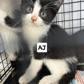 Aj -  Domestic Short Hair Cat for Adoption in Philadelphia, Pennsylvania - Aj | PetCurious