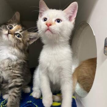 Domestic Short Hair Cats Available for Adoption - Quincy | PetCurious