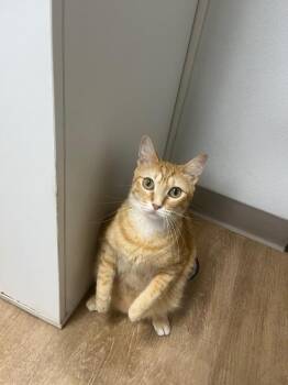 Fern -  Domestic Short Hair Cat for Adoption in Corpus Christi, Texas - Fern | PetCurious