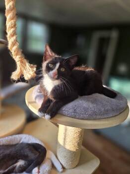 Alfalfa -  Domestic Short Hair Cat for Adoption in Royal Oak, Michigan - Alfalfa | PetCurious