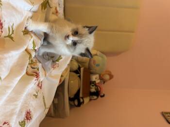 Hircine -  Domestic Short Hair Cat for Adoption in Fruit Heights, Utah - Hircine | PetCurious