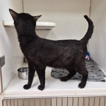 Licorice -  Domestic Short Hair Cat for Adoption in Woodstock, Illinois - Licorice | PetCurious
