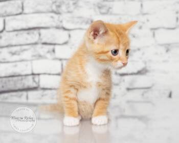 Lola -  Domestic Short Hair and Tabby Cat for Adoption in Tuscaloosa, Alabama - Lola | PetCurious