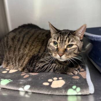Tommy -  Domestic Short Hair Cat for Adoption in Casa Grande, Arizona - Tommy | PetCurious