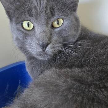 Powder Keg -  Domestic Short Hair Cat for Adoption in Mokena, Illinois - Powder Keg | PetCurious