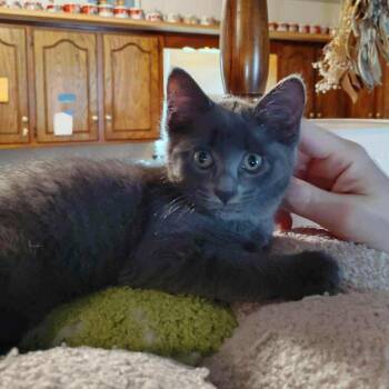 Domestic Short Hair Cats Available for Adoption in Fairway, Kansas - Penny | PetCurious