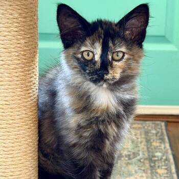 Ophilia -  Domestic Medium Hair Cat for Adoption in Greenfield, California - Ophilia | PetCurious