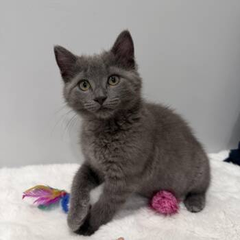 Meredith -  Domestic Short Hair Cat for Adoption in Chicago, Illinois - Meredith | PetCurious