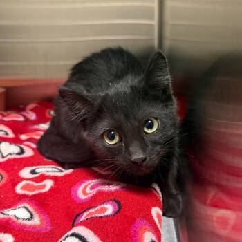 Michel -  Domestic Short Hair Cat for Adoption in Cody, Wyoming - Michel | PetCurious