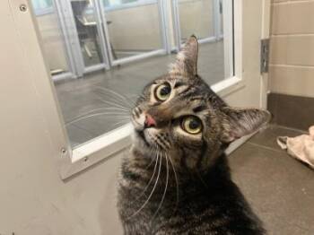 Gibbs -  Domestic Short Hair Cat for Adoption in Bellevue, Washington - Gibbs | PetCurious
