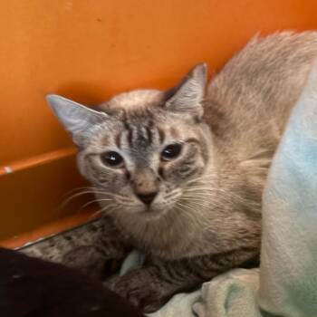 Double Mint -  Domestic Short Hair Cat for Adoption in Kanab, Utah - Double Mint | PetCurious