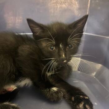 Aries -  Domestic Short Hair Cat for Adoption in Hudson, New York - Aries | PetCurious