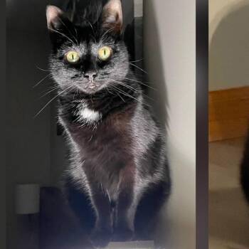 Oreo -  Domestic Short Hair Cat for Adoption in Bristol, Indiana - Oreo | PetCurious