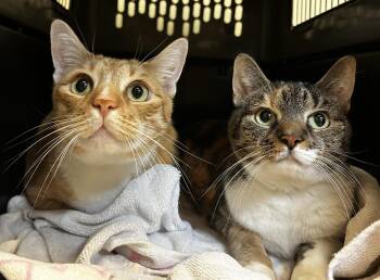 Dutch and Orla(bonded pair) -  Domestic Short Hair Cat for Adoption in Myerstown, Pennsylvania - Dutch And Orla(bonded Pair) | PetCurious