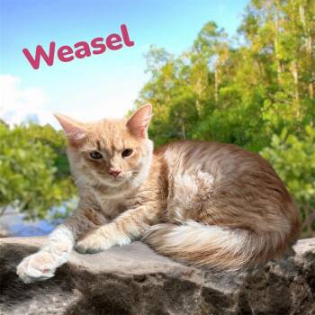 Domestic Medium Hair and Domestic Short Hair Cats Available for Adoption in Visalia, California - WEASEL | PetCurious