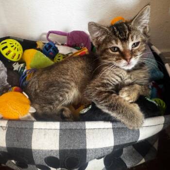Gemini -  Domestic Short Hair Cat for Adoption in Los Angeles, California - Gemini | PetCurious