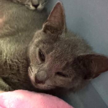 Luna Lovepurr -  Domestic Short Hair Cat for Adoption in Charlottesville, Virginia - Luna Lovepurr | PetCurious