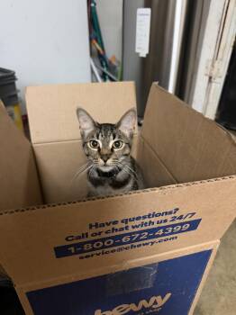 Lil Bit -  Domestic Short Hair Cat for Adoption in Burbank, California - Lil Bit | PetCurious