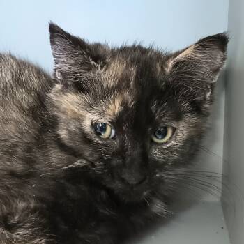 Rescue Domestic Short Hair Cats for Adoption in Reno, Nevada - Granite | PetCurious