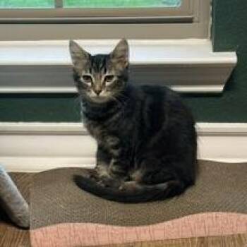 Einstein -  Domestic Long Hair Cat for Adoption in San Antonio, Texas - Einstein | PetCurious