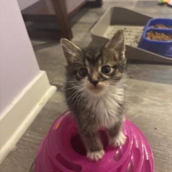 Mocha -  Domestic Short Hair Cat for Adoption in Madison, Wisconsin - Mocha | PetCurious