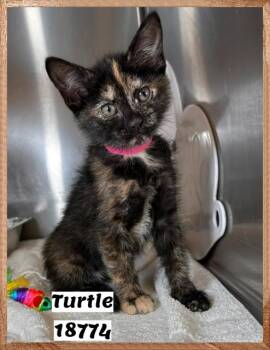Domestic Short Hair and Tortoiseshell Cats Available for Adoption in Marietta, Georgia - TURTLE | PetCurious