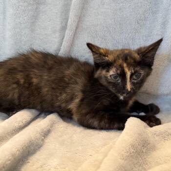 Mira -  Domestic Short Hair Cat for Adoption in La Grange, Kentucky - Mira | PetCurious
