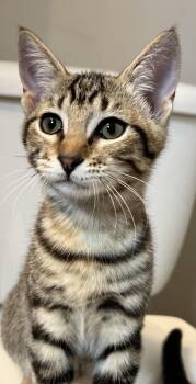 Rescue Domestic Short Hair Cats for Adoption in Fort Worth, Texas - Cinnamon | PetCurious