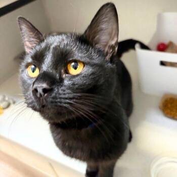 Domestic Short Hair Cats Available for Adoption - JELLY BEAN | PetCurious