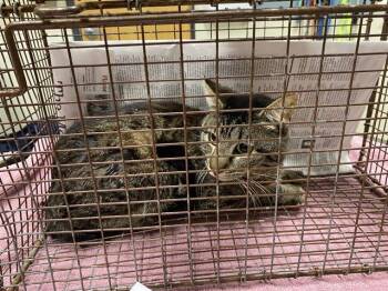 Domestic Short Hair Cats Available for Adoption in Modesto, California - A610044 | PetCurious