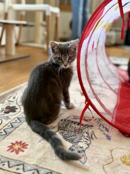 Domestic Short Hair Cats Available for Adoption - Gabby | PetCurious