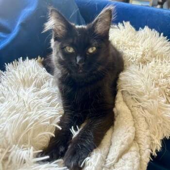 Valerie DW 0326 -  Domestic Medium Hair Cat for Adoption - Valerie DW 0326 | PetCurious