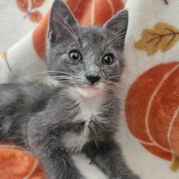 Rescue Domestic Short Hair Cats for Adoption in Brea, California - Zion | PetCurious