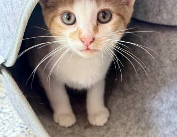 Rescue Domestic Short Hair Cats for Adoption in Ashland, Ohio - Ferguson | PetCurious