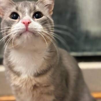 MANNY -  Domestic Short Hair Cat for Adoption in Greenfield, Indiana - MANNY | PetCurious