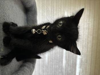 Syllabus -  Domestic Short Hair Cat for Adoption in Bethel Park, Pennsylvania - Syllabus | PetCurious