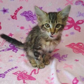 Pepsi -  Domestic Medium Hair Cat for Adoption in Valdosta, Georgia - Pepsi | PetCurious