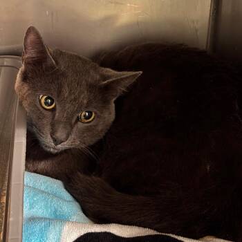 Madman -  Domestic Short Hair Cat Available for Adoption in Morgan Hill, California - Madman | PetCurious