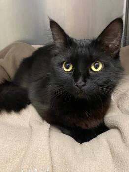 Zephyra -  Domestic Medium Hair Cat for Adoption in Grants Pass, Oregon - Zephyra | PetCurious