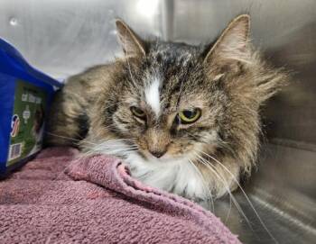 Rescue Domestic Long Hair Cats for Adoption in Webster, Massachusetts - Maddie | PetCurious