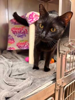 Domestic Short Hair Cats Available for Adoption - Midnight | PetCurious