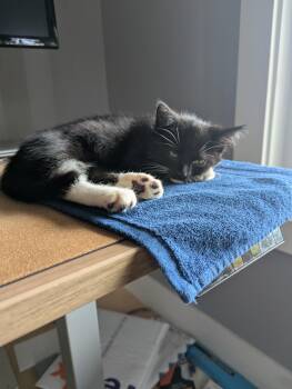 Walter -  Domestic Short Hair Cat for Adoption in Sioux Falls, South Dakota - Walter | PetCurious