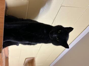 Rescue Domestic Short Hair Cats for Adoption - Vader | PetCurious