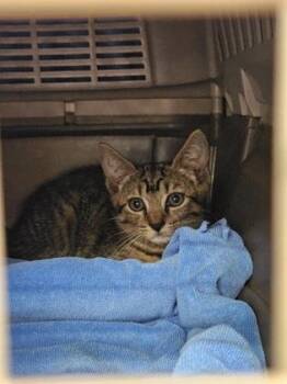 Jamal -  Domestic Short Hair Cat for Adoption in Chamblee, Georgia - Jamal | PetCurious