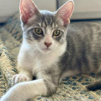 Prince -  Domestic Medium Hair Cat for Adoption in Las Vegas, Nevada - Prince | PetCurious
