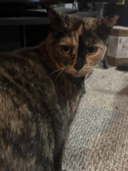 Nutmeg -  Domestic Short Hair Cat for Adoption in Cleveland, Ohio - Nutmeg | PetCurious