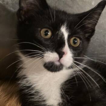 Oscar -  Domestic Short Hair Cat for Adoption in Glenfield, New York - Oscar | PetCurious